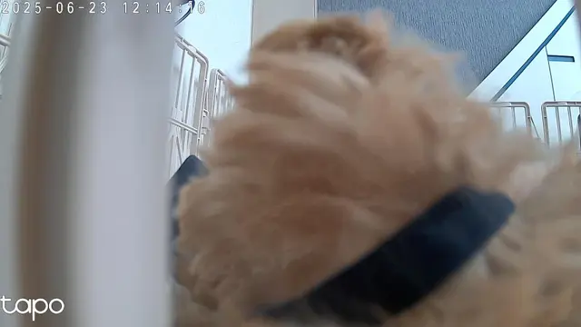 설탕이가 햇빛 가득한 베란다에서 신나게 놀고 있어요!