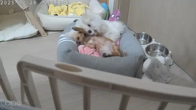 설탕이와 찹쌀이가 함께 있는 편안한 낮잠 시간