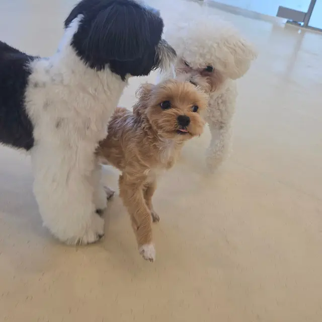 설탕이와 찹쌀이가 새 친구와 함께 모여 행복하게 시간을 보내고 있네요.