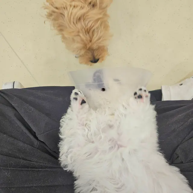 설탕이와 찹쌀이가 함께 소파에서 편히 쉬는 따뜻한 순간