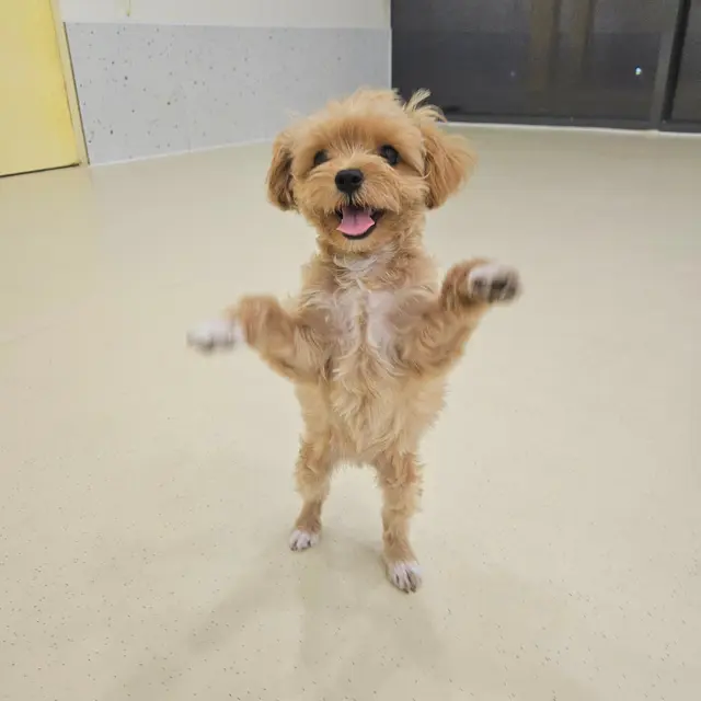 뒷다리로 서서 장난스러운 표정으로 환하게 웃고 있는 설탕이가 너무 사랑스러워요!