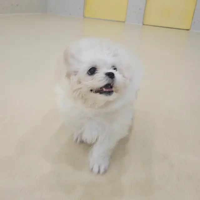 밝은 웃음으로 행복을 나누는 찹쌀이의 소중한 순간이에요