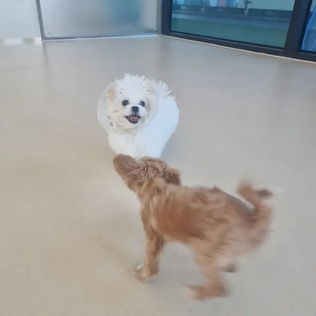 설탕이와 찹쌀이가 함께 있는 모습이 너무 사랑스러워요.