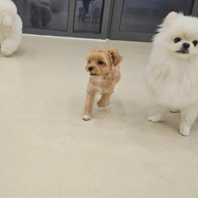 설탕이와 찹쌀이가 함께 한 공간에서 평온하게 시간을 보내는 따뜻한 순간이다.