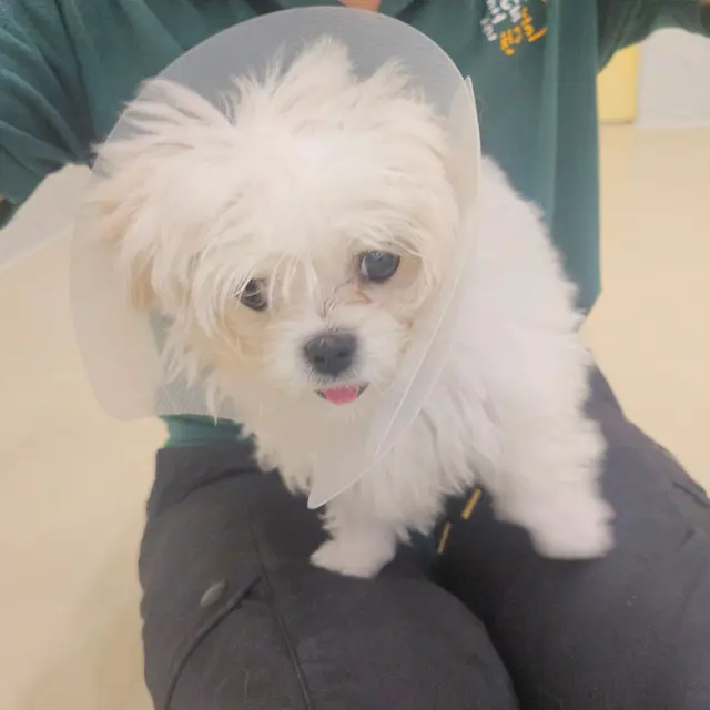 찹쌀이가 의료용 칼라를 써도 여전히 사랑스러운 표정이에요.