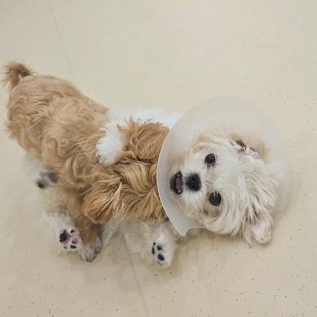 설탕이와 찹쌀이가 함께 위아래로 포개져 따뜻한 포옹을 나누는 귀여운 순간.