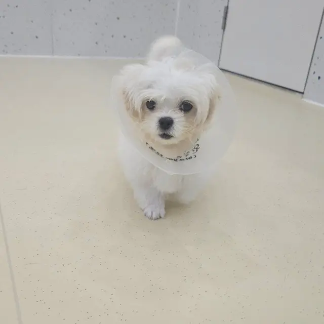 찹쌀이가 엘리자베스칼라를 하고 조용히 쉬고 있네요, 빨리 회복되길 바래요