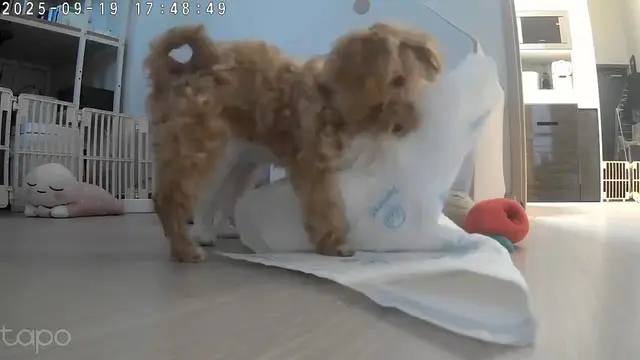설탕이가 소중한 장난감과 함께 신나게 놀고 있네요.