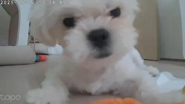 카메라 장난감과 함께 편하게 쉬고 있는 찹쌀이의 귀여운 모습이에요.