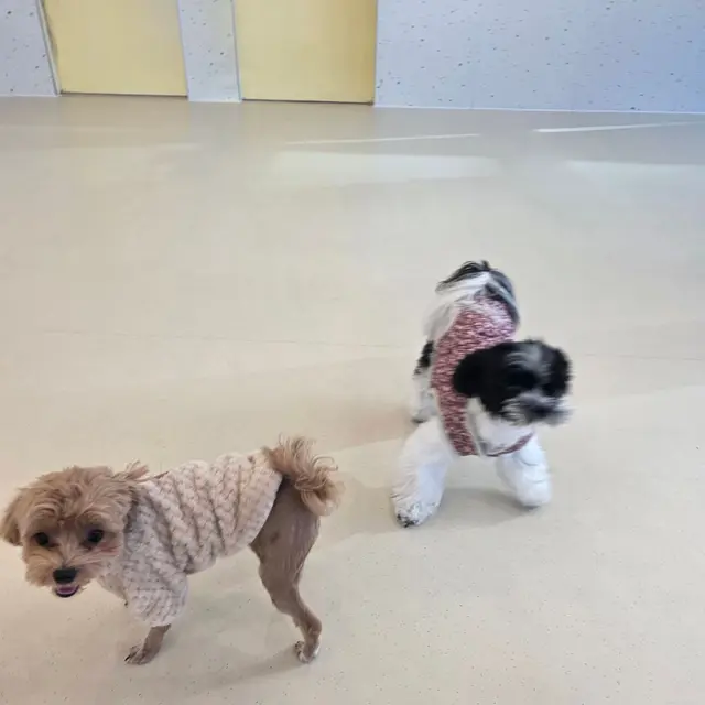 설탕이와 찹쌀이가 예쁜 옷을 입고 함께 따뜻한 시간을 보내고 있어요.