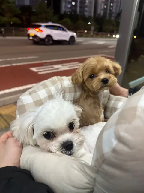 함께한 시간이 소중한 두 아이들, 도시의 밤거리에서 사랑으로 안겨있네요.