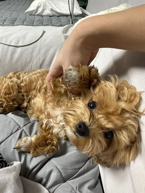 사랑스러운 강아지와 함께하는 따뜻한 순간이 담겨있네요.