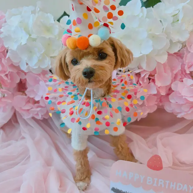 생일을 축하하며 알록달록한 파티에서 즐거워하는 사랑스러운 강아지입니다