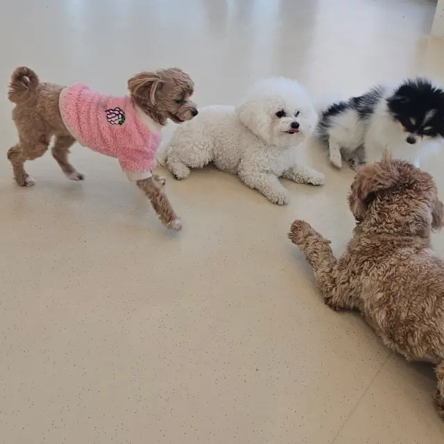 설탕이와 찹쌀이가 친구들과 함께 즐거운 시간을 보내고 있어요.