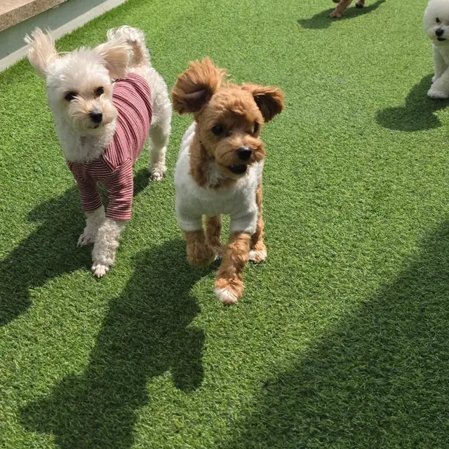 초록색 잔디에서 찹쌀이와 설탕이가 함께 산책하며 나눔의 기쁨을 누리고 있네요.