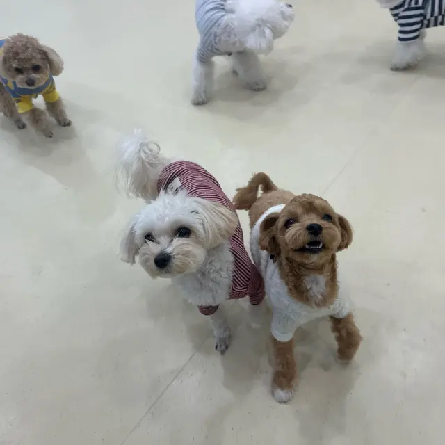 갈색 설탕이와 하얀색 찹쌀이가 함께 모여 즐거운 시간을 보내고 있어요.