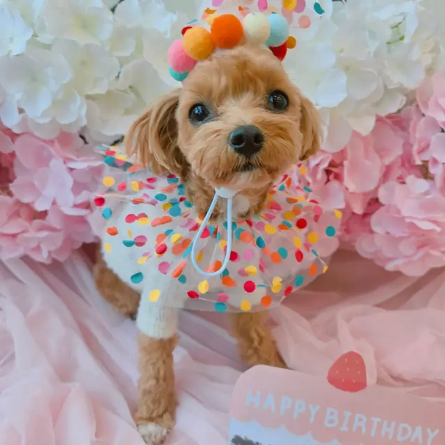 설탕이의 생일을 화려하게 축하하는 특별하고 행복한 순간입니다.