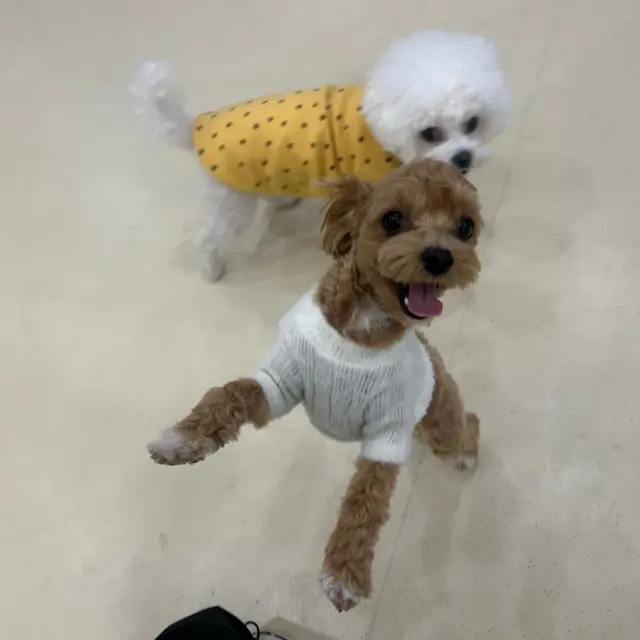 설탕이와 찹쌀이가 예쁜 옷을 입고 함께 나들이 나간 행복한 순간이에요.