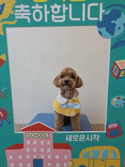 학교 배경 앞에서 정장을 하고 반짝이는 설탕이의 특별한 학교 나들이 날!