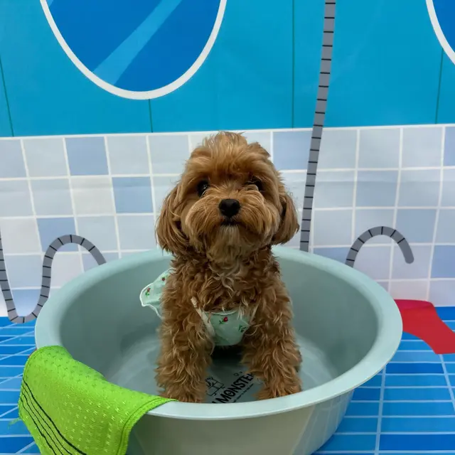 목욕하며 깔끔해지는 설탕이의 모습이 참 사랑스럽네요.