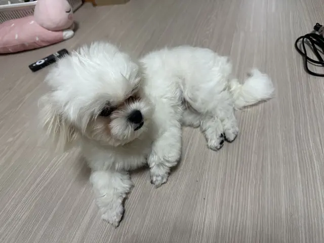 찹쌀이의 하얀 털이 반짝이며 편안하게 쉬고 있네요.