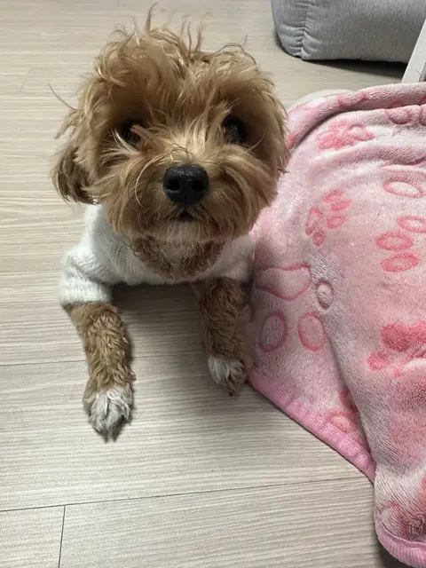 설탕이가 따뜻한 담요 속에서 편안한 표정으로 쉬고 있는 모습이 정말 사랑스러워요.
