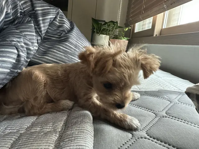 침대에서 포근하게 낮잠을 자고 있는 모습이 참 귀엽네요.