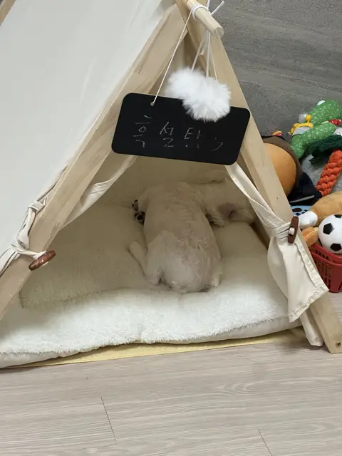 하얀 털의 찹쌀이가 따뜻한 텐트 침대에서 편안하게 낮잠을 자고 있어요.