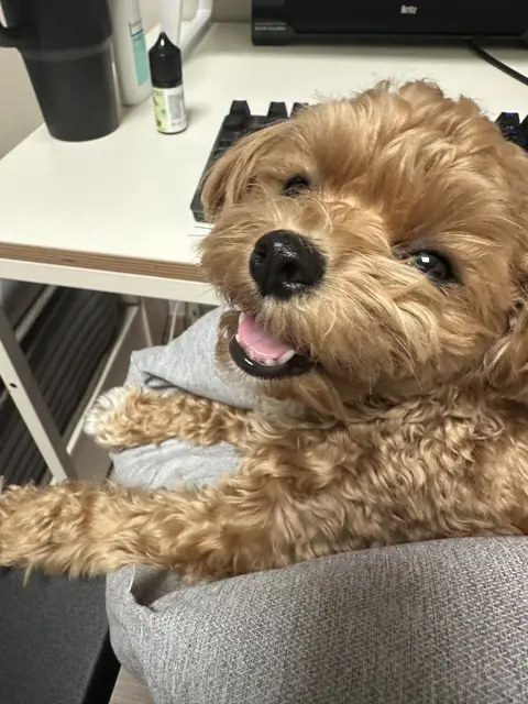 책상 옆에서 혀를 내밀며 행복하게 웃고 있는 따뜻한 설탕이의 모습입니다.