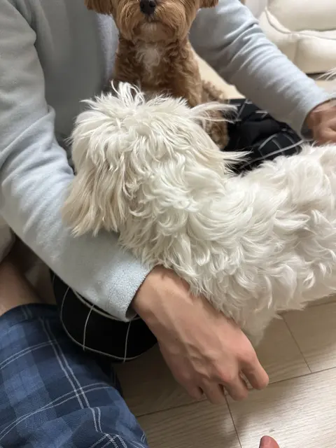 둘이 함께 품에 안겨 포근하게 쉬고 있네요.