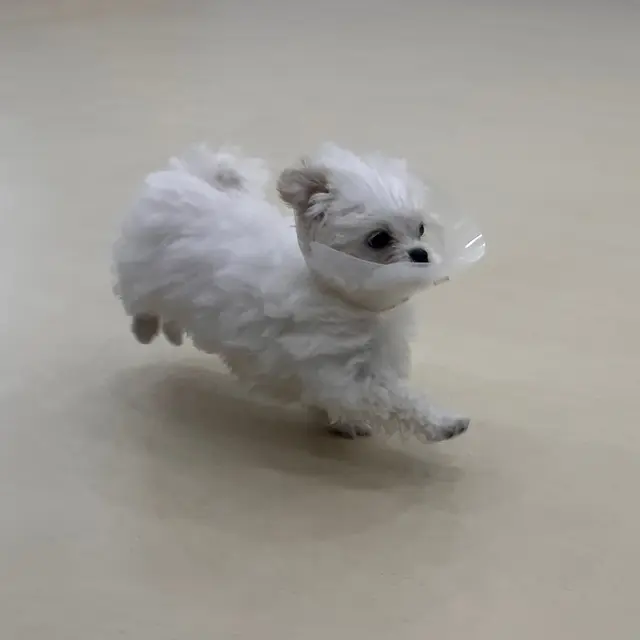 찹쌀이가 깔끔하게 정돈된 모습이 정말 사랑스럽네요.