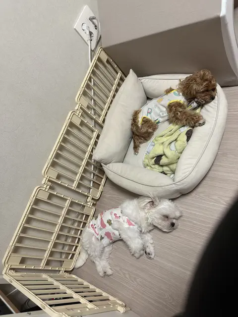 설탕이와 찹쌀이가 한집에서 편안하게 낮잠을 즐기고 있어요.