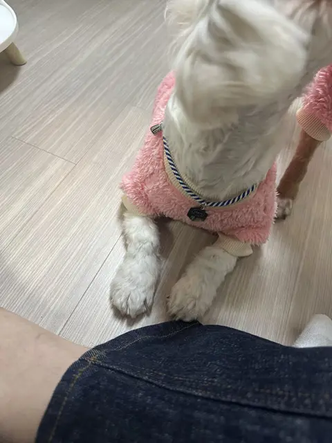 분홍 옷을 입고 주인과 함께 소중한 산책을 나온 찹쌀이가 너무 귀여워요