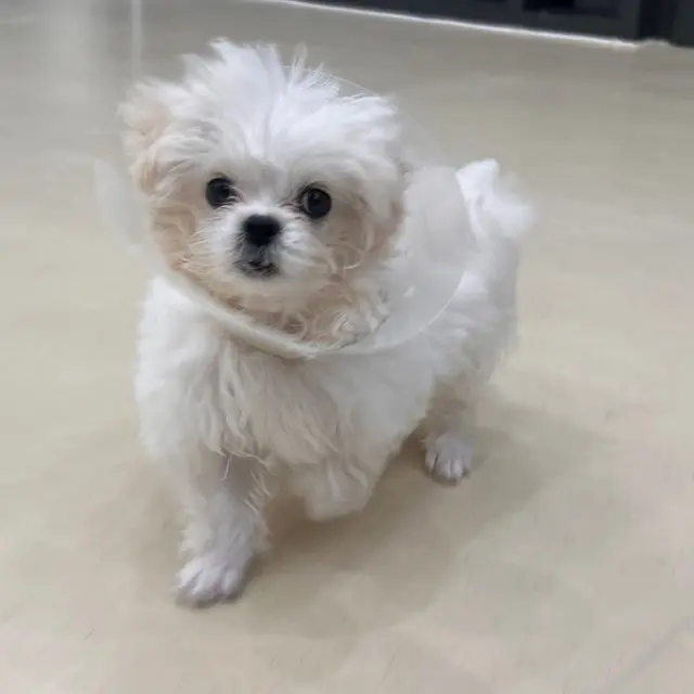 의료 후 열심히 회복하고 있는 찹쌀이의 건강한 모습이네요.