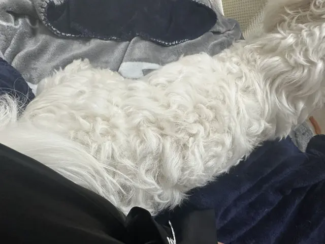 찹쌀이가 따뜻한 품 위에서 행복하게 낮잠을 자고 있네요.