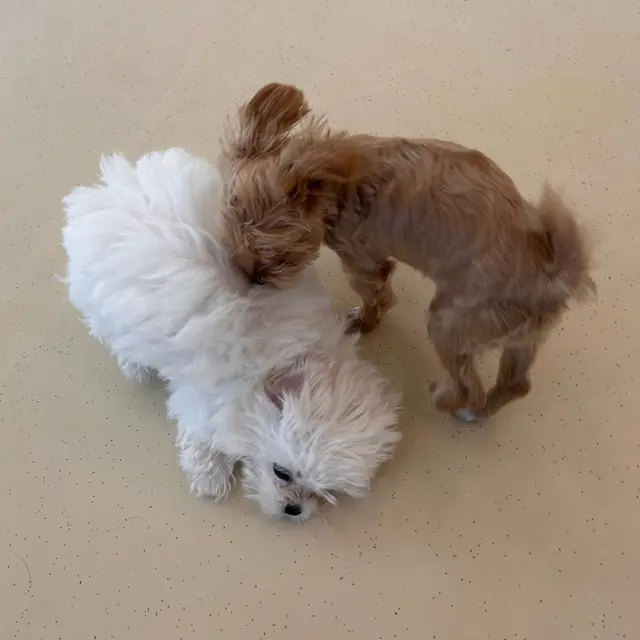 두 친구가 서로 인사하며 나누는 따뜻한 순간이에요.