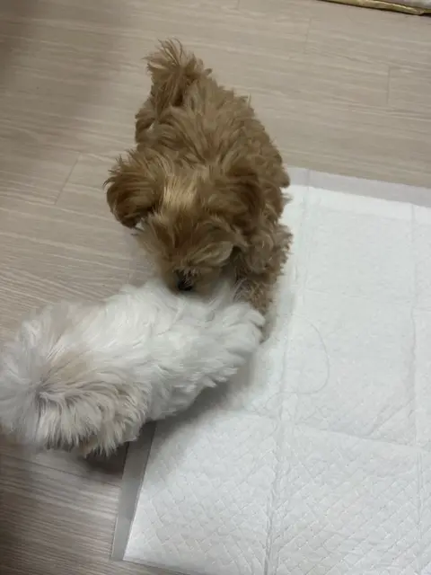 설탕이와 찹쌀이가 함께 편안한 시간을 보내고 있네요.