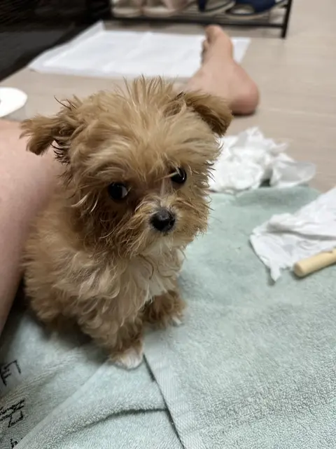 설탕이의 목욕 시간, 버티며 기다리는 착한 아이네요.
