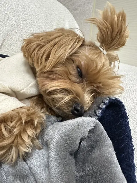 설탕이가 따뜻한 담요에 파묻혀 달콤한 낮잠을 즐기고 있네요.