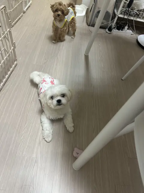 설탕이와 찹쌀이가 함께 모여 행복한 시간을 보내고 있어요.
