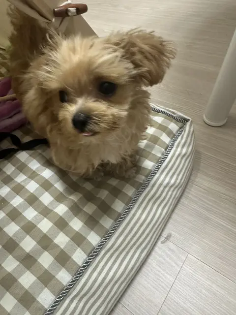 찹쌀이가 포근한 침대에서 편히 쉬고 있는 모습이 참 사랑스러워요