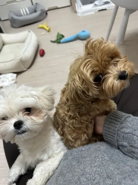 설탕이와 찹쌀이가 함께 신나게 놀며 행복해하는 모습이 정말 귀여워요.