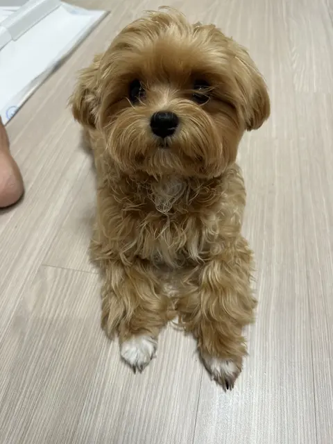 귀여운 설탕이가 사람 곁에서 편안한 표정으로 함께하는 따뜻한 순간이네요.