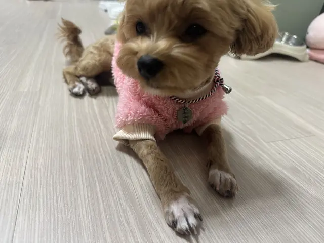 설탕이가 분홍색 옷을 입고 포근하게 쉬고 있네요.