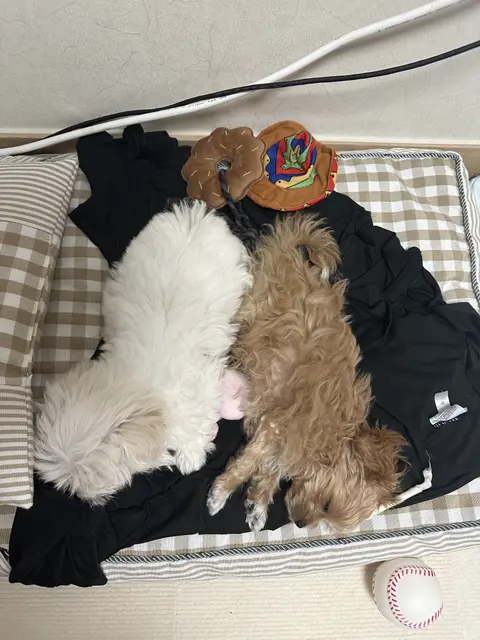 설탕이와 찹쌀이가 장난감들 사이에서 편안하게 휴식하고 있네요.