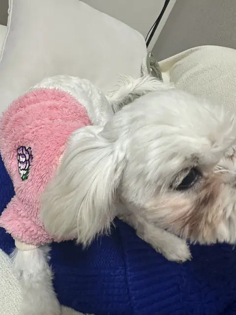 하얀 털 찹쌀이가 귀여운 핑크 장난감으로 즐거운 시간을 보내고 있네요.