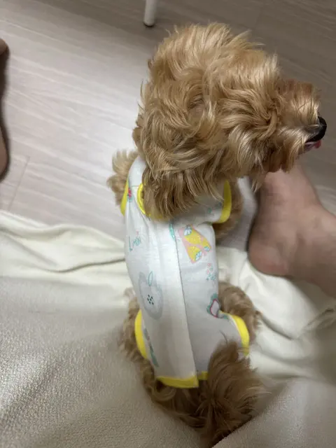 설탕이가 귀여운 옷을 처음 입고 인간 품에 안겨 있네요, 너무 사랑스럽습니다.