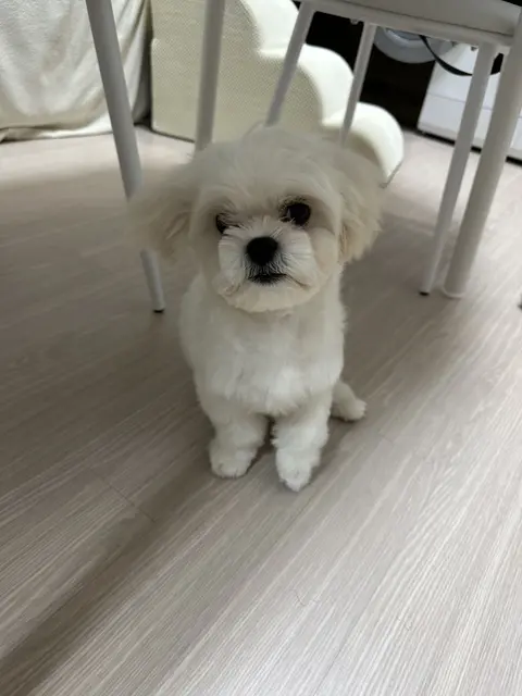 테이블 아래서 편안한 표정으로 쉬고 있는 찹쌀이, 그 맑은 눈동자가 정말 사랑스러워요.