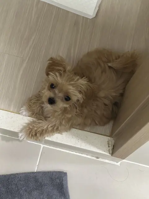갈색 털이 말부려진 귀여운 강아지가 편안하게 쉬고 있네요.