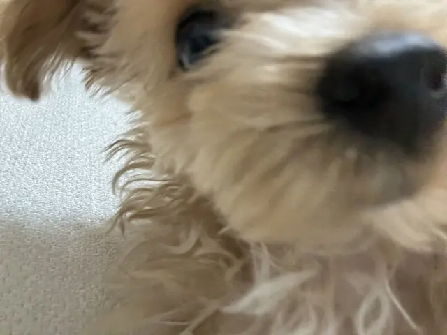 편안하게 쉬고 있는 사랑스러운 친구의 모습이 정겹습니다.